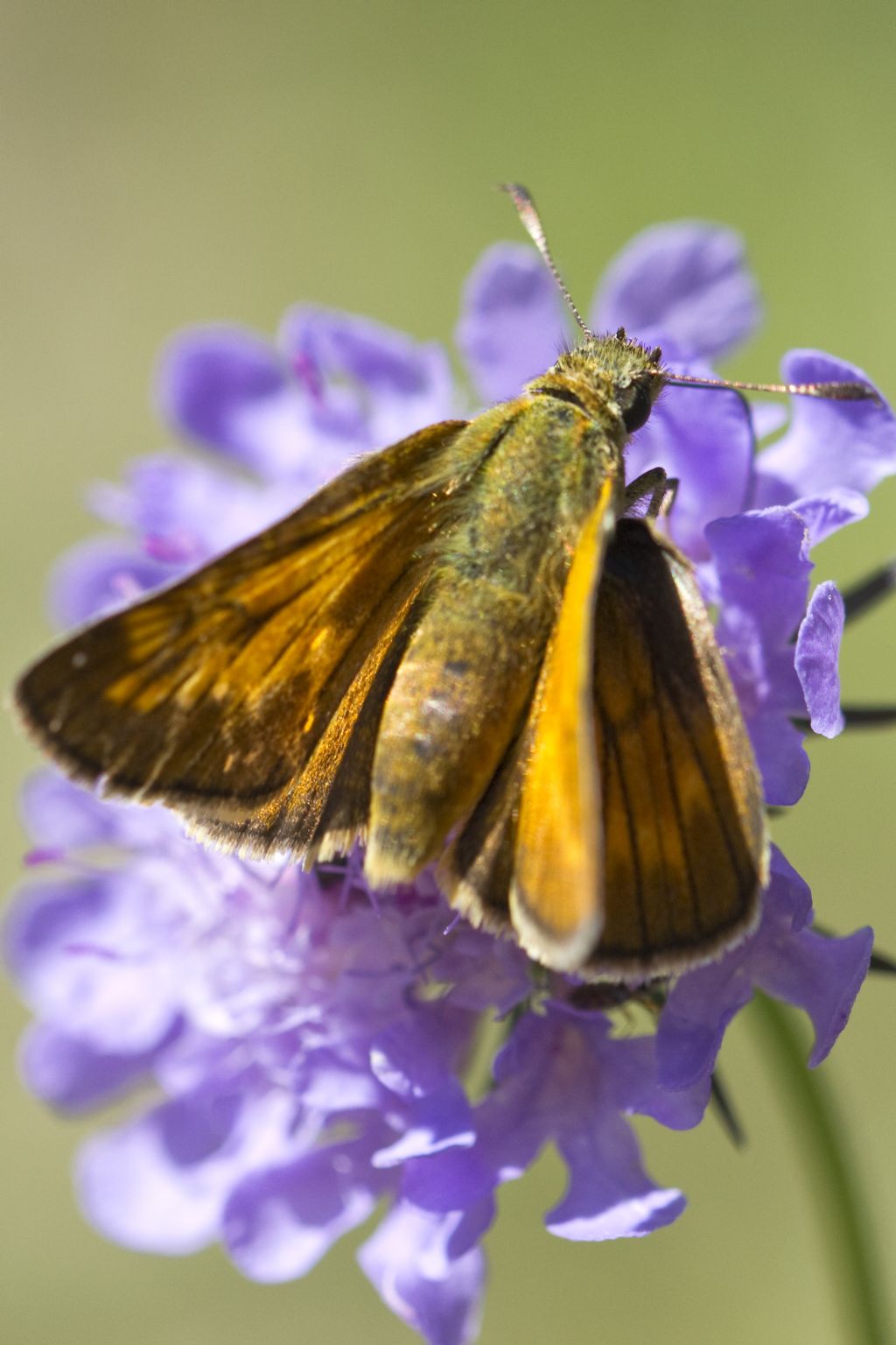Ochlodes sylvanus?     S !